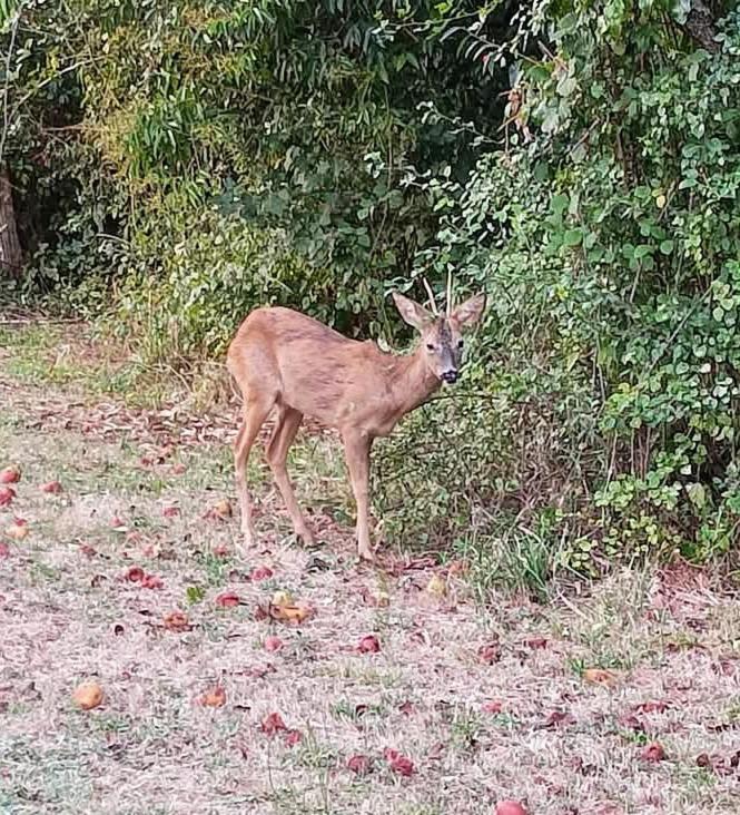 Printemps Quatre Saisons Daire Bergerac Dış mekan fotoğraf